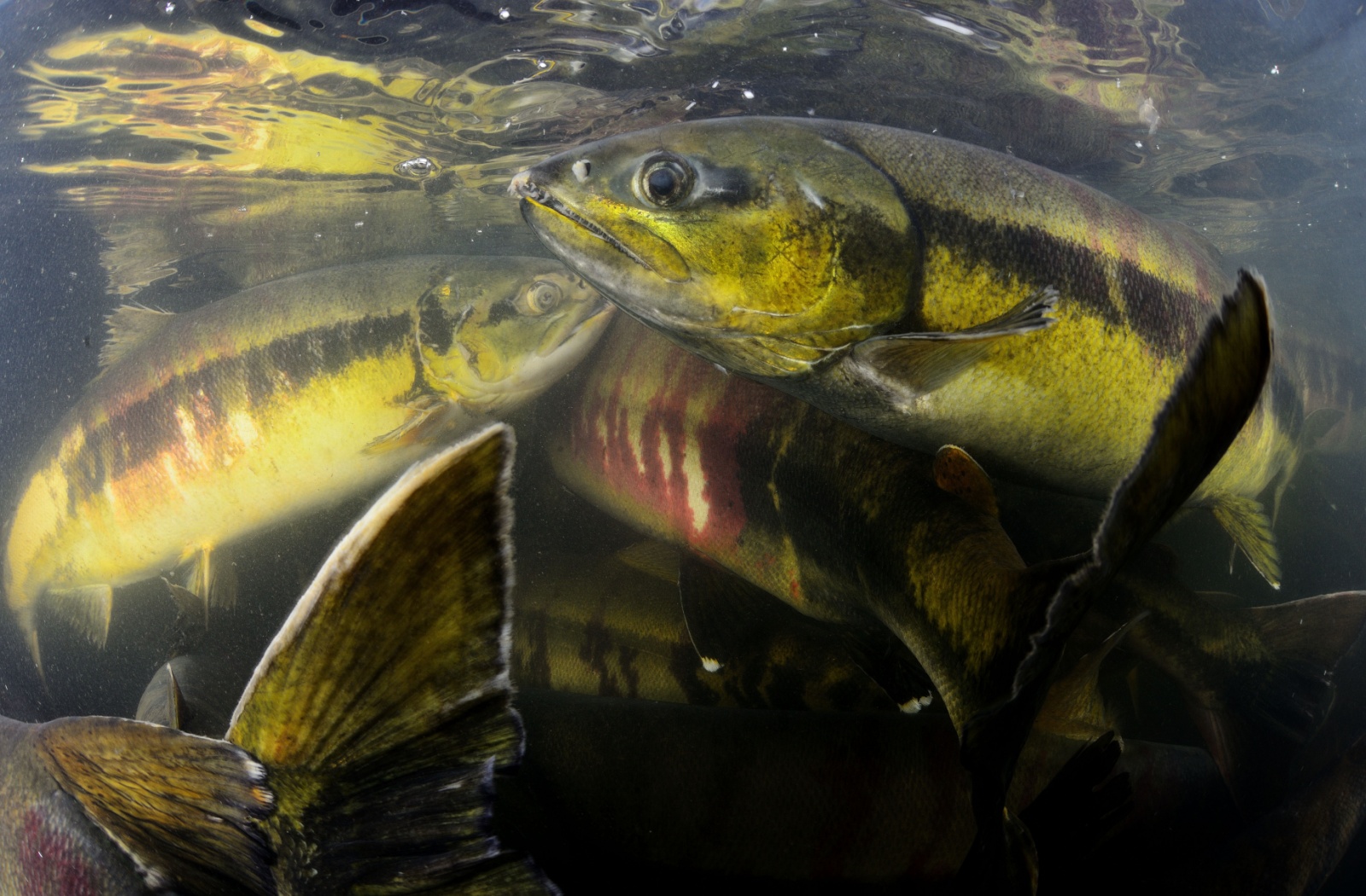 Chum salmon (large fish with pink sides) milling about underwater.